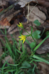 Gagea lutea