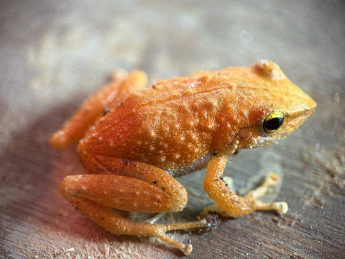 Eleutherodactylus coqui observed 2026-10-28