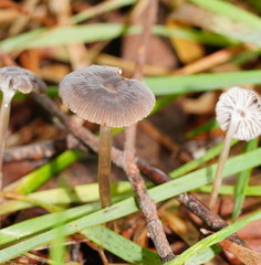 Mycena mijoi