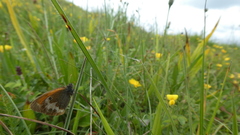 Coenonympha arcania