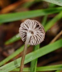 Mycena mijoi