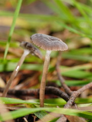 Mycena mijoi