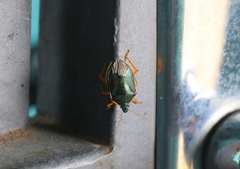Tynacantha marginata