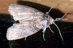 Discophlebia celaena