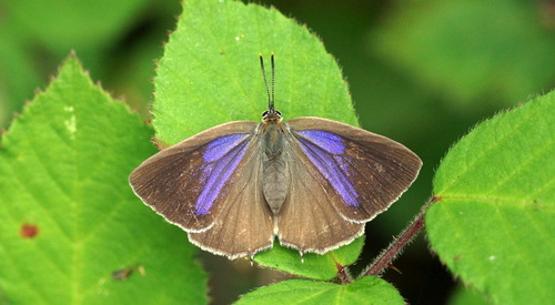 Purple hairstreak, Nederweert, Limburg, Netherlands, photo 10 of 10