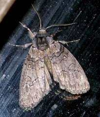 Discophlebia celaena