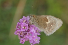 Coenonympha pamphilus