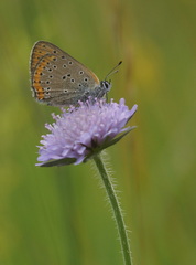 Lycaena hippothoe