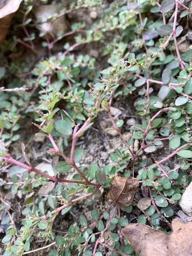 Euphorbia prostrata observed 2026-10-28
