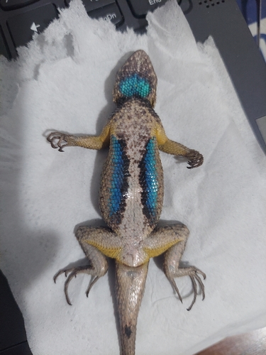 Sceloporus occidentalis observed 2026-10-28