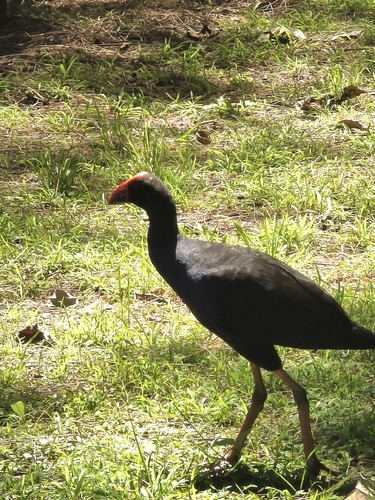 Porphyrio porphyrio observed 2026-10-29
