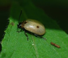 Gallerucida flavipennis