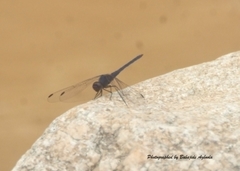 Anisoptera