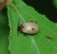 Gallerucida flavipennis