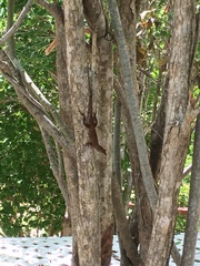 Anolis conspersus