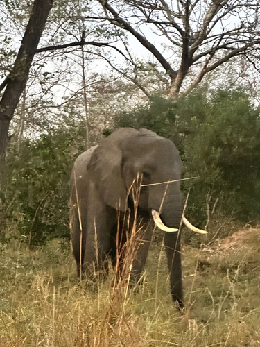 Loxodonta africana photograph by the iNaturalist community
