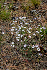 Silene linnaeana