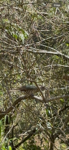 Shining Bronze Cuckoo