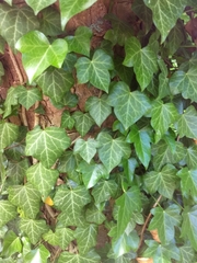 Hedera helix
