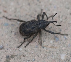Sipalinus gigas