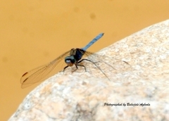 Anisoptera