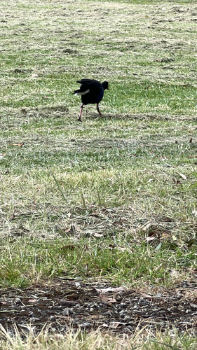 Porphyrio porphyrio observed 2026-10-29