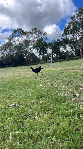Porphyrio porphyrio observed 2026-10-29