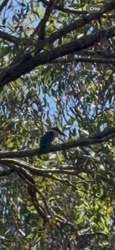 Sacred Kingfisher