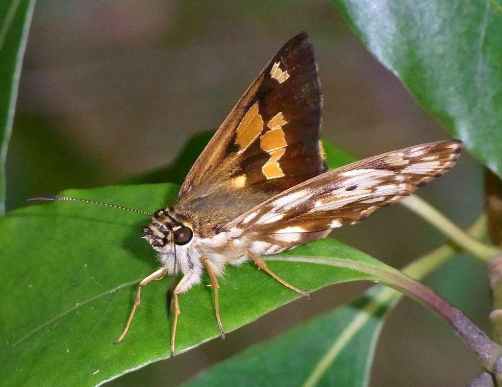 Chequered Sedge-skipper
