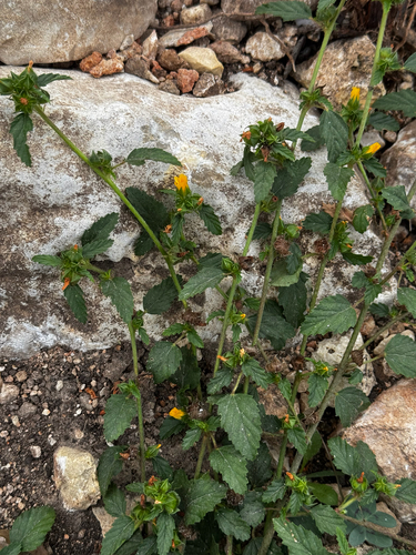 Malvastrum coromandelianum observed 2026-10-28