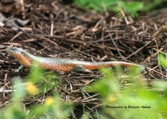 Trachylepis perrotetii