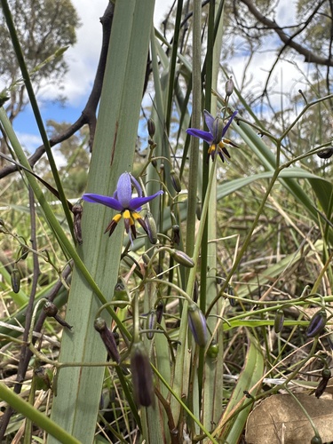 Dianella observed 2026-10-29