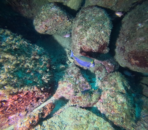 Ostracion meleagris observed 2026-10-28