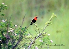 Euplectes hordeaceus