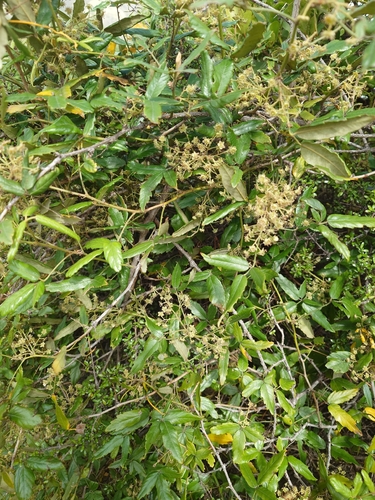 Rubus observed 2026-10-29