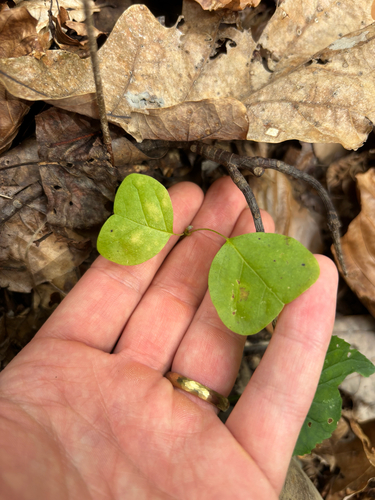 Tulipa observed 2026-10-28