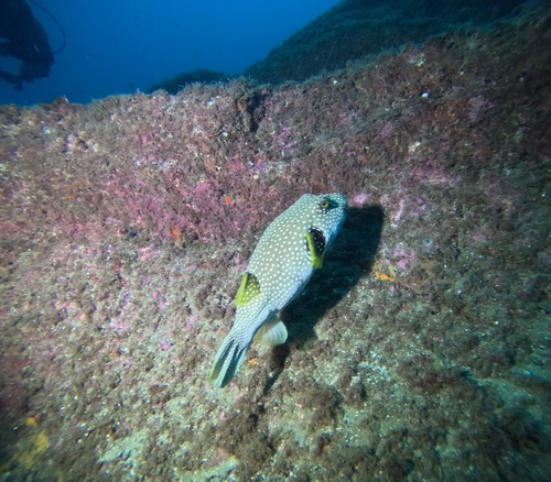 Arothron hispidus observed 2026-10-28