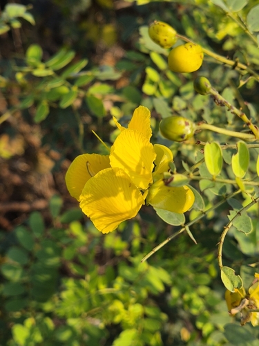 Cassia observed 2026-10-29