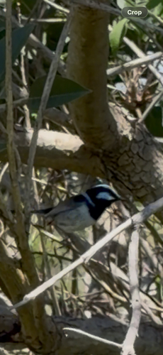 Superb Fairywren