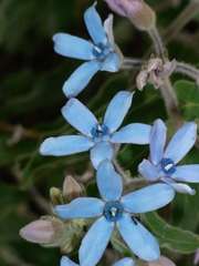Oxypetalum coeruleum
