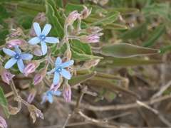 Oxypetalum coeruleum