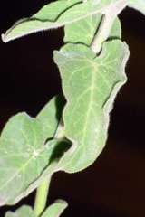 Oxypetalum coeruleum