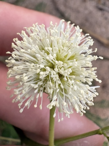 Leucaena leucocephala observed 2026-10-22