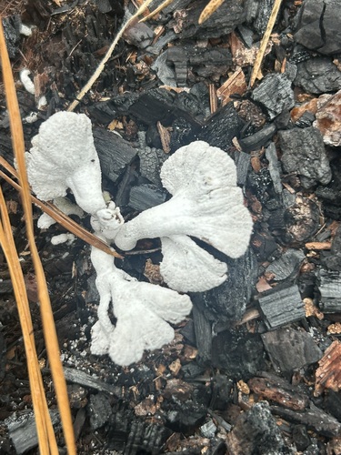 Schizophyllum commune observed 2026-10-28