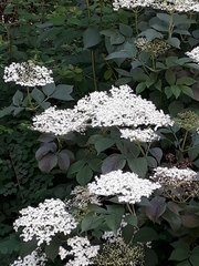 Sambucus nigra