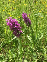 Dactylorhiza majalis