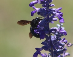 Xylocopa californica arizonensis
