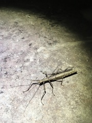Malacomorpha cyllarus