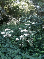 Sambucus nigra
