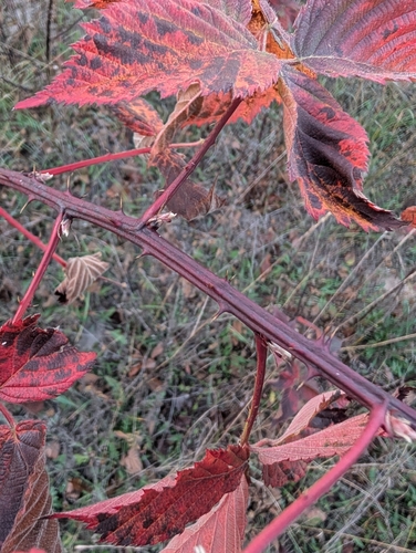 Rubus observed 2026-10-28